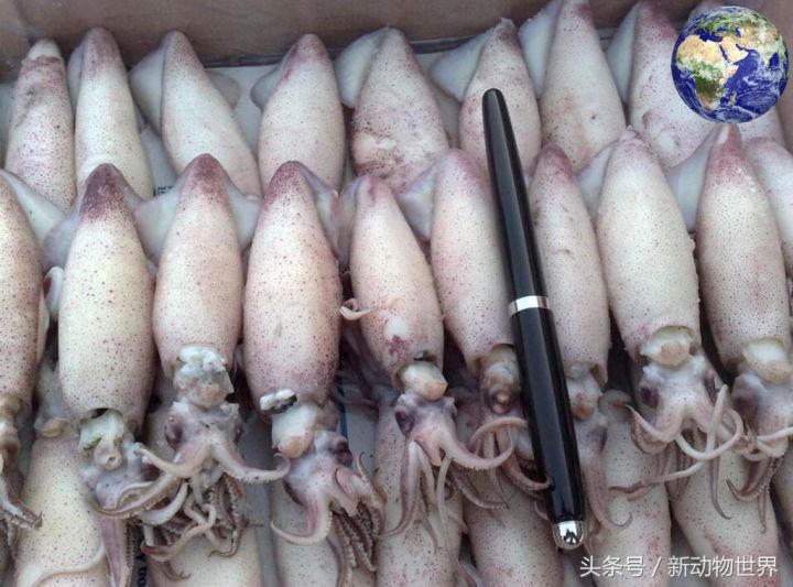 章鱼和乌贼的区别(图文讲解乌贼章鱼和鱿鱼的区别)