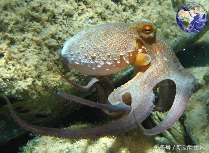 章鱼和乌贼的区别(图文讲解乌贼章鱼和鱿鱼的区别)