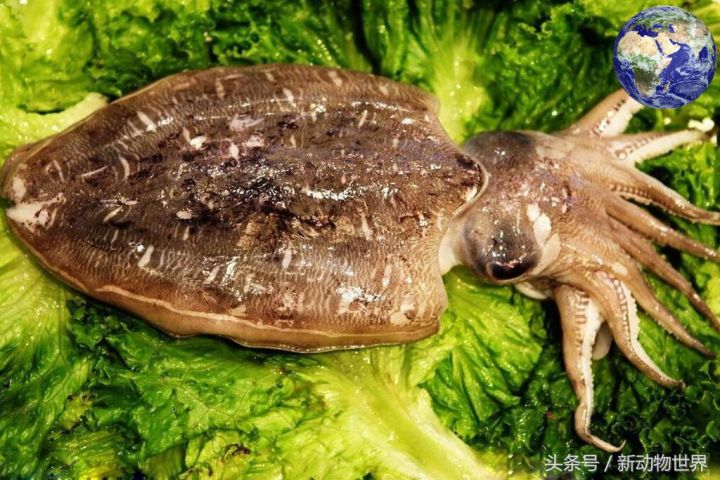 章鱼和乌贼的区别(图文讲解乌贼章鱼和鱿鱼的区别)