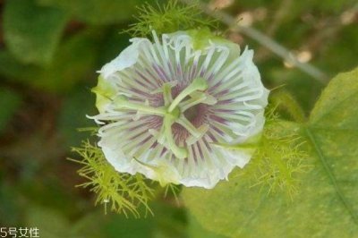 ​龙珠果的市场价格是多少呢 龙珠果的主要产地是哪里呢