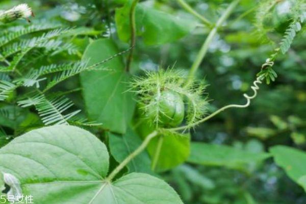 龙珠果的市场价格是多少呢 龙珠果的主要产地是哪里呢