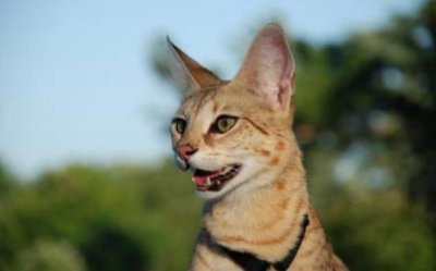 ​萨凡纳猫多少钱一只？萨凡纳猫怎么养？