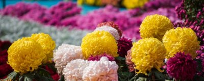 ​梅兰竹菊被称为什么