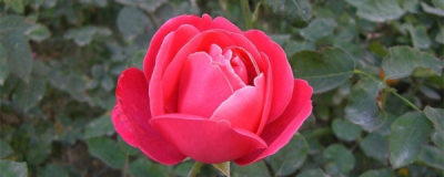 ​月季花种子怎么种才能苗出的快（月季花种子种植方法）