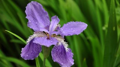 ​鸢尾花和鸢尾兰的区别