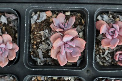 ​裸根多肉怎么上盆