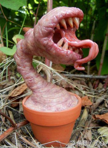 关于食人花的介绍（干货分享食人花的小知识）