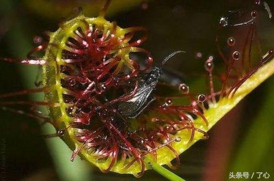 关于食人花的介绍（干货分享食人花的小知识）