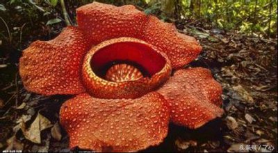 ​关于食人花的介绍（干货分享食人花的小知识）