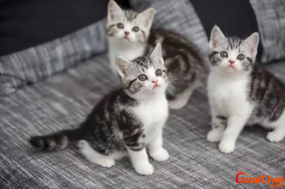 ​起司猫是英短还是美短