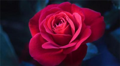 ​520送给暗恋的女生什么花比较好？