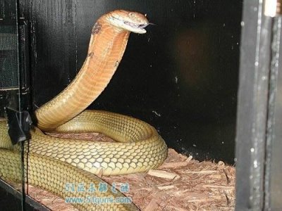 ​帝皇眼镜蛇王有多厉害 蛇王的毒性十分强劲