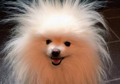 ​北京犬类留检所的狗北京宠物留检所