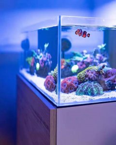 ​小丑鱼怎么养？手把手教怎么用最简单的方法养好小丑鱼