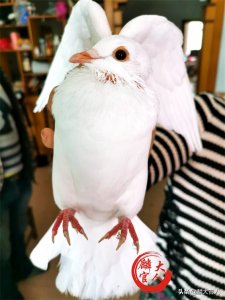 ​鸽子怎么杀？具体怎么做才好吃？牢记“这3招”，鸽子香浓下饭