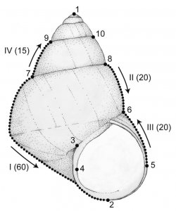 ​如何养田螺？