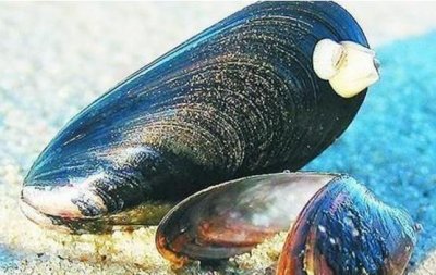 ​这才是简单海虹正确做法，万万不要加水煮，3分钟搞定，营养美味