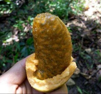 ​记忆深刻的童年水果，80、90后才知道它的名字，网友：我已经老了