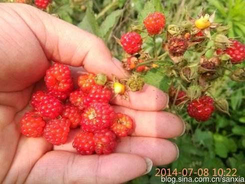 记忆深刻的童年水果，80、90后才知道它的名字，网友：我已经老了