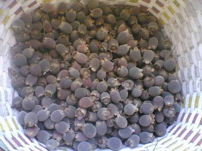 记忆深刻的童年水果，80、90后才知道它的名字，网友：我已经老了