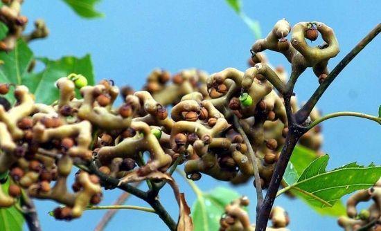 记忆深刻的童年水果，80、90后才知道它的名字，网友：我已经老了