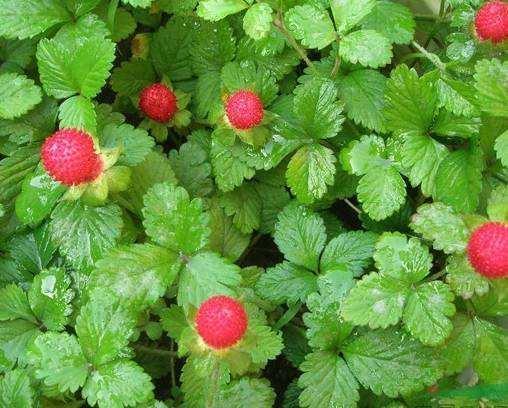 记忆深刻的童年水果，80、90后才知道它的名字，网友：我已经老了