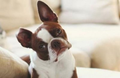 ​宠物猫的品种评定宠物猫品相级别