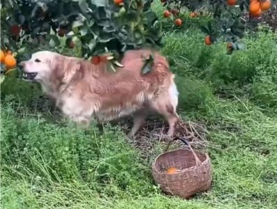 ​金毛狗帮忙摘橙子售卖引争议 究竟是否多此一举