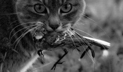 ​安贝狗粮安贝狗粮价格表