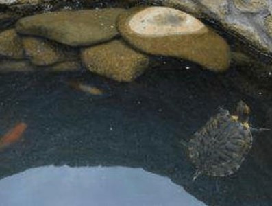 ​古代在打完一口井之后 古人为什么要在井中放乌龟