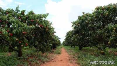 ​真的有无核荔枝吗，它是怎么做到的，只是比其他荔枝贵多了