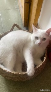 ​给大家推荐一个去除猫尿味儿的好办法！