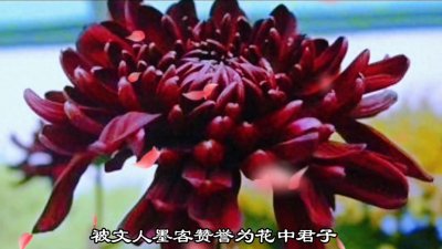 ​花中君子——墨菊