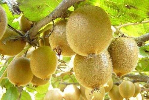 猕猴桃不熟怎么催熟,猕猴桃没熟怎么催熟?图10