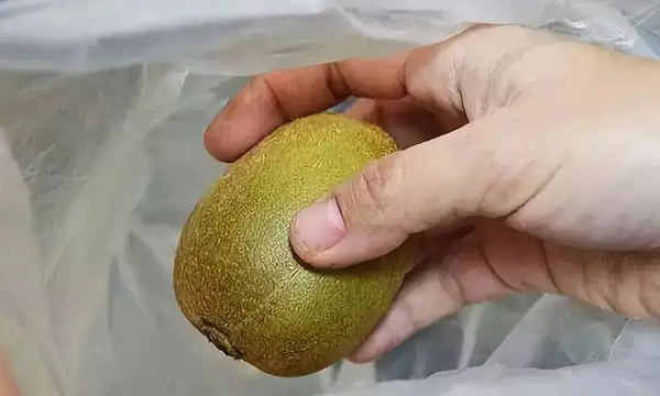 猕猴桃不熟怎么催熟,猕猴桃没熟怎么催熟?图7