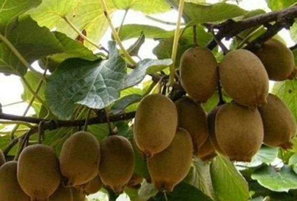 猕猴桃不熟怎么催熟,猕猴桃没熟怎么催熟?图9