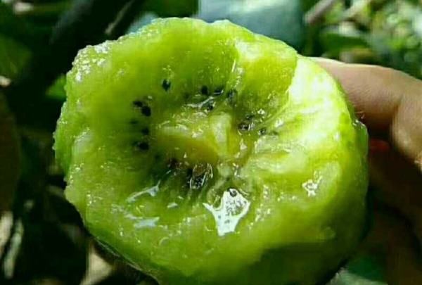 猕猴桃不熟怎么催熟,猕猴桃没熟怎么催熟?图8