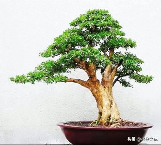 ​盆景造型的一些技巧