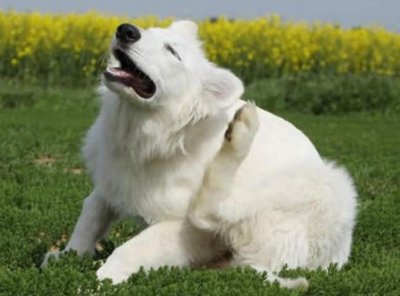 ​狗狗跳蚤太多怎么办？不用慌，教你几个办法