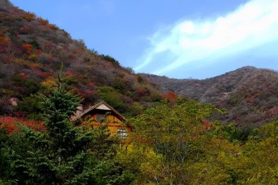 ​今起，景区恢复开放！红叶盛景已经出现……