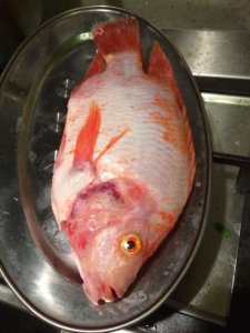 ​清蒸红鱼，好吃到尖叫！