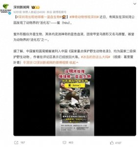 ​网友在深圳湾发现动物界“活化石”——鲎
