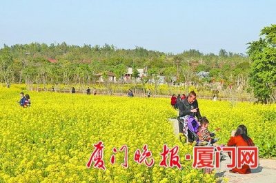 ​翔安香山50亩油菜花提前盛开