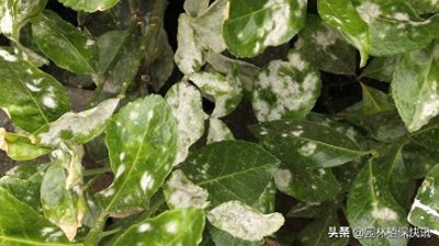 ​大叶黄杨感染白粉病怎么办？如何防治比较好呢？