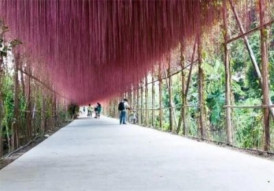 ​锦屏藤～一帘幽梦，诗情画意