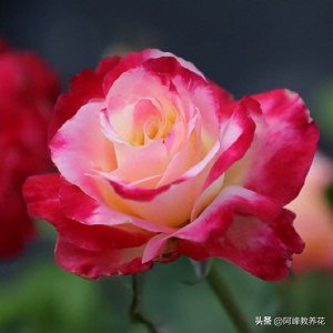 ​红双喜月季的优点和缺点有哪些？了解它才能养好它