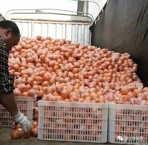 ​900万斤滞销椪柑已售800万斤 果农的心放回了肚子里