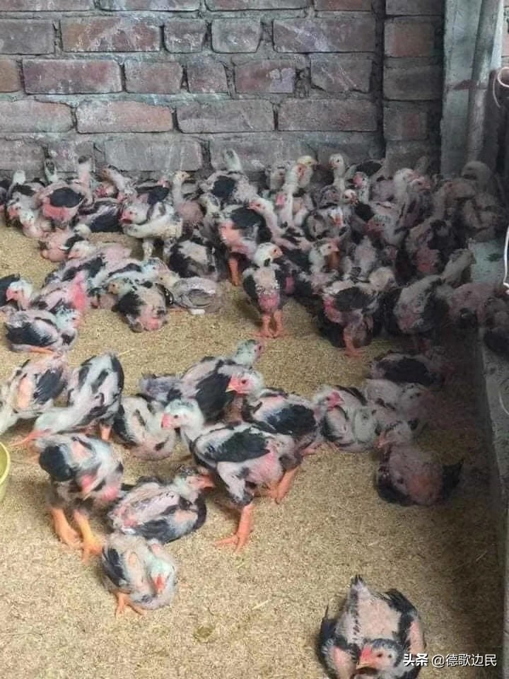 越南东涛鸡：凤爪大如人手 价值上万

