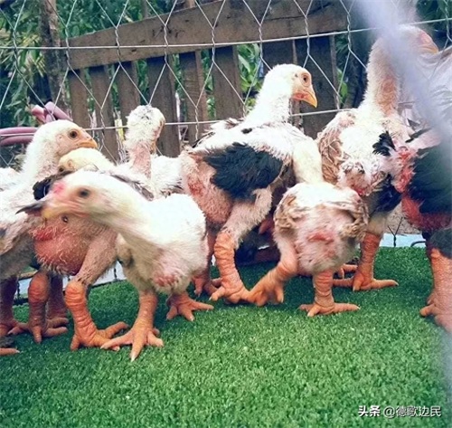 越南东涛鸡：凤爪大如人手 价值上万

