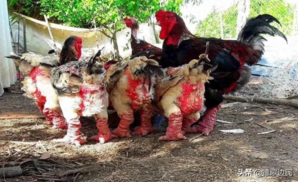 越南东涛鸡：凤爪大如人手 价值上万

